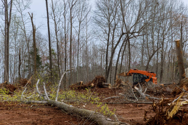 Enterprise, UT Tree Care Company